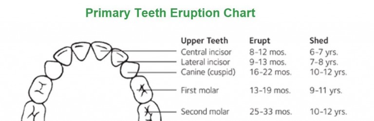 one year old molars